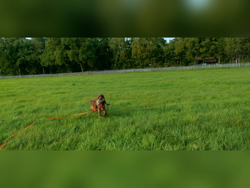 Irish Red Setter Rüde, 3 Jahre, geprüfter Jagdhund