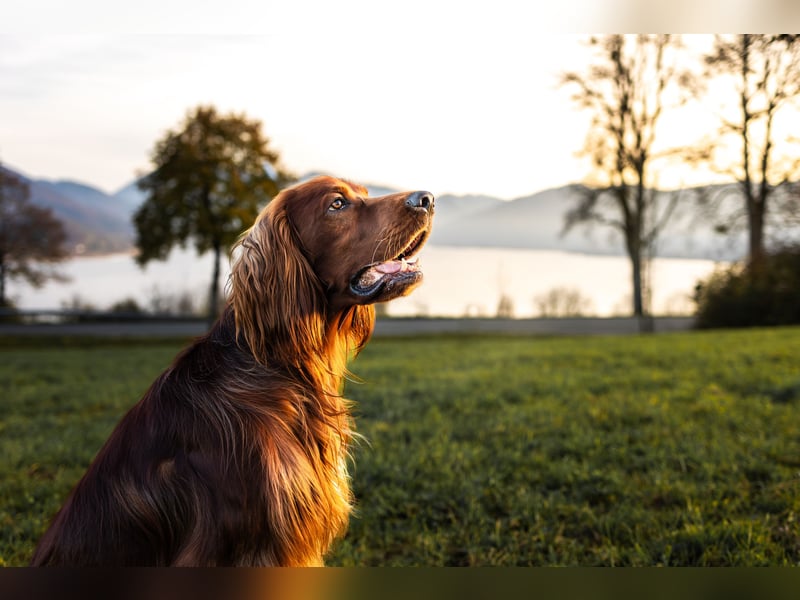 Irish Red Setter Rüde „Hunter“ – 3 Jahre, voll ausgebildeter Jagd- und Zuchthund (CAC-res, V1)