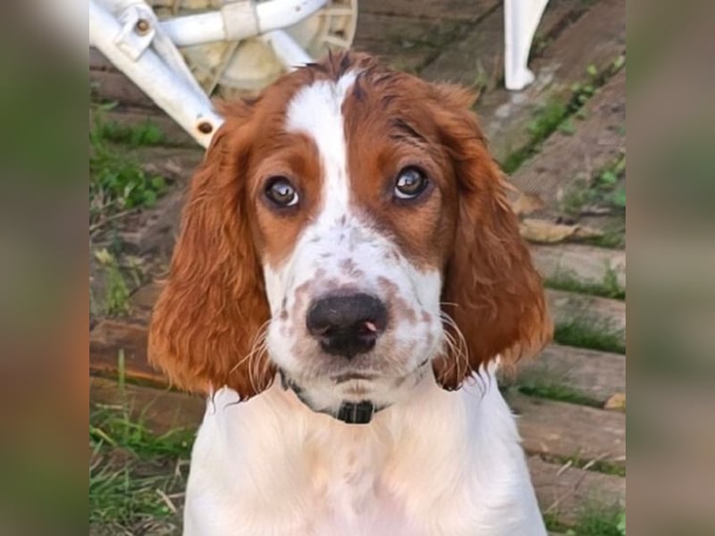 Irish Red and White Setter "Eamon", geb. 29.07.2025