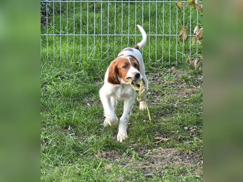 Irish Red and White Setter "Eragon", geb. 29.07.2025
