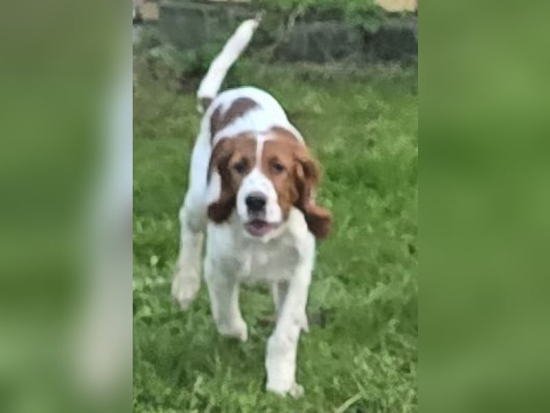 Irish Red and White Setter "Eragon", geb. 29.07.2025