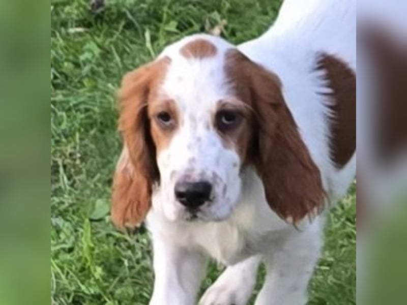 Irish Red and White Setter "Ellie", geb. 29.07.2025