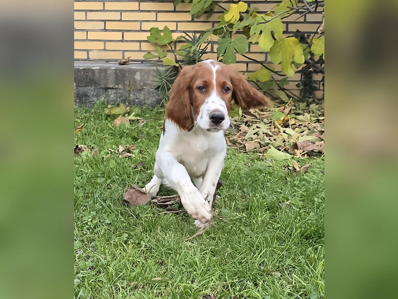 Irish Red and White Setter "Eragon", geb. 29.07.2025