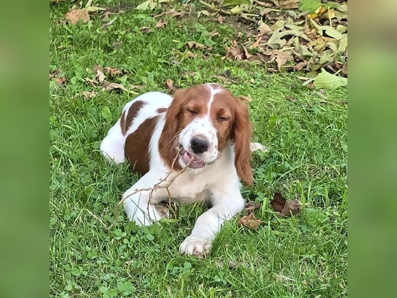 Irish Red and White Setter "Eragon", geb. 29.07.2025