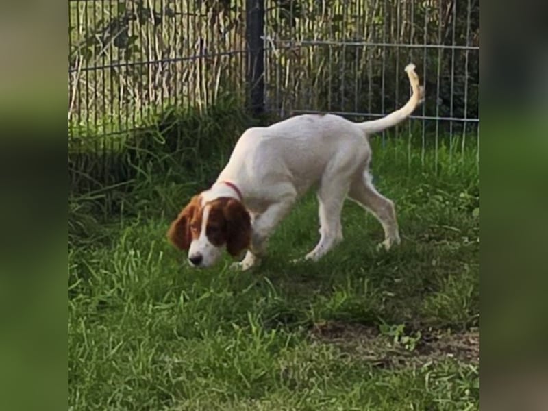 Irish Red and White Setter "Éala", geb. 29.07.2025