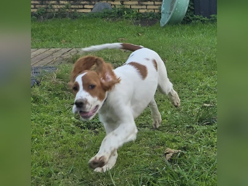 Irish Red and White Setter "Eamon", geb. 29.07.2025