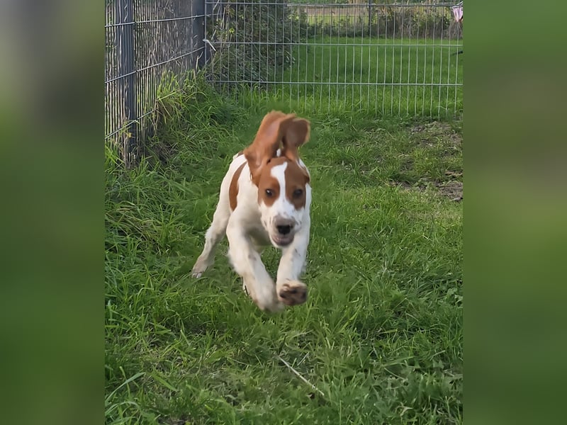 Irish Red and White Setter "Eamon", geb. 29.07.2025