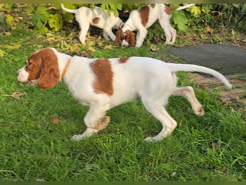 Irish Red and White Setter "Erin", geb. 29.07.2025