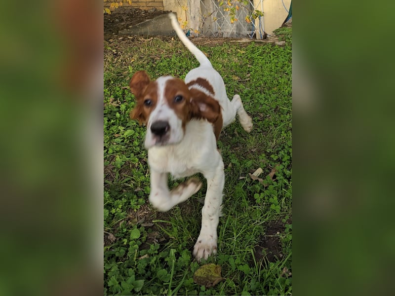 Irish Red and White Setter "Erin", geb. 29.07.2025