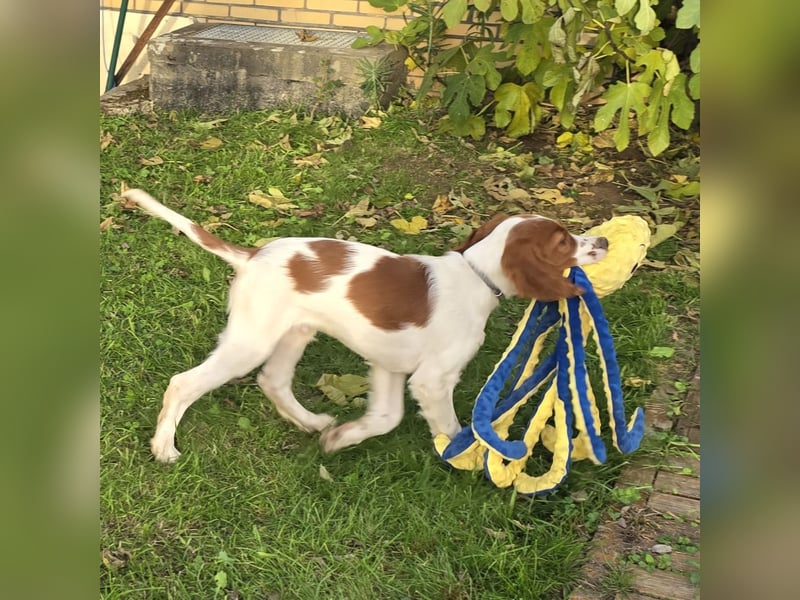 Irish Red and White Setter "Eragon", geb. 29.07.2025