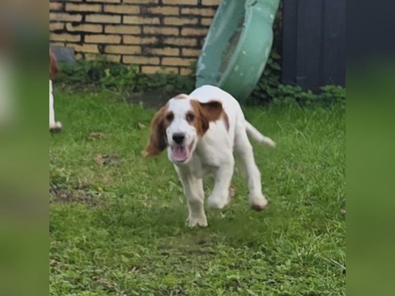 Irish Red and White Setter "Ellie", geb. 29.07.2025