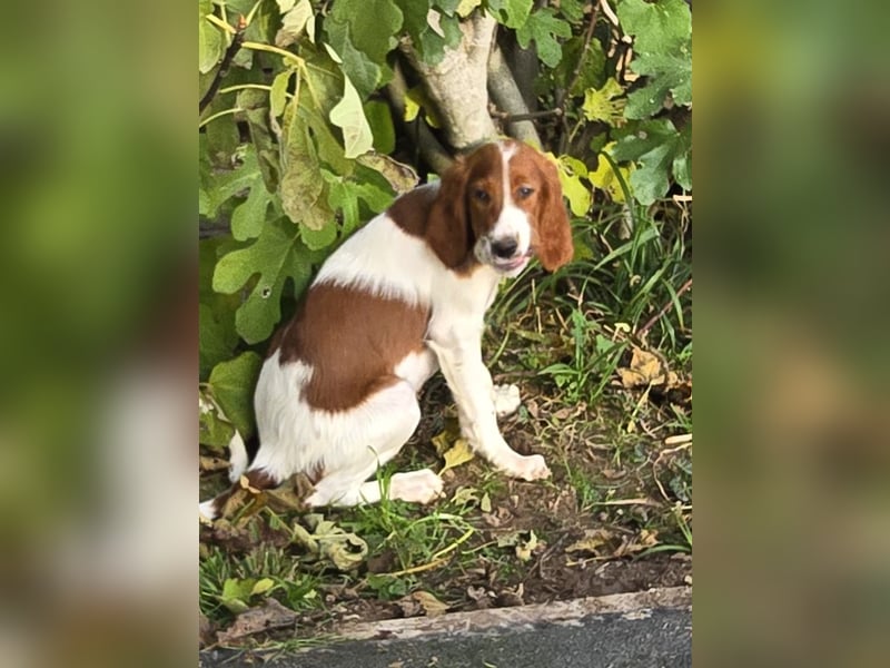 Irish Red and White Setter "Énya", geb. 29.07.2025