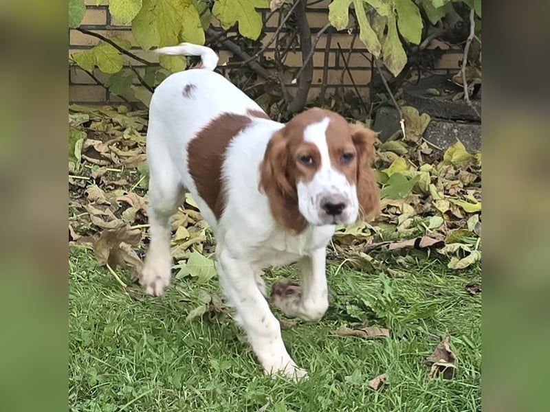 Irish Red and White Setter "Eamon", geb. 29.07.2025