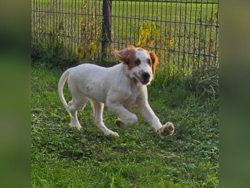 Irish Red and White Setter "Ellie", geb. 29.07.2025