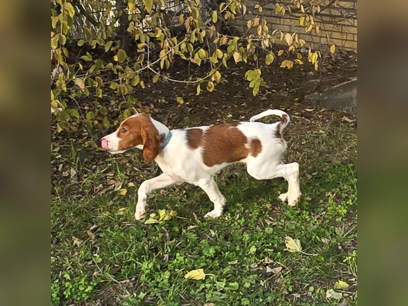Irish Red and White Setter "Énya", geb. 29.07.2025
