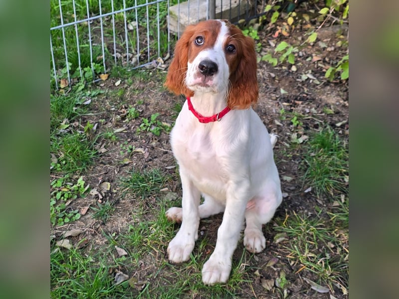 Irish Red and White Setter "Éala", geb. 29.07.2025
