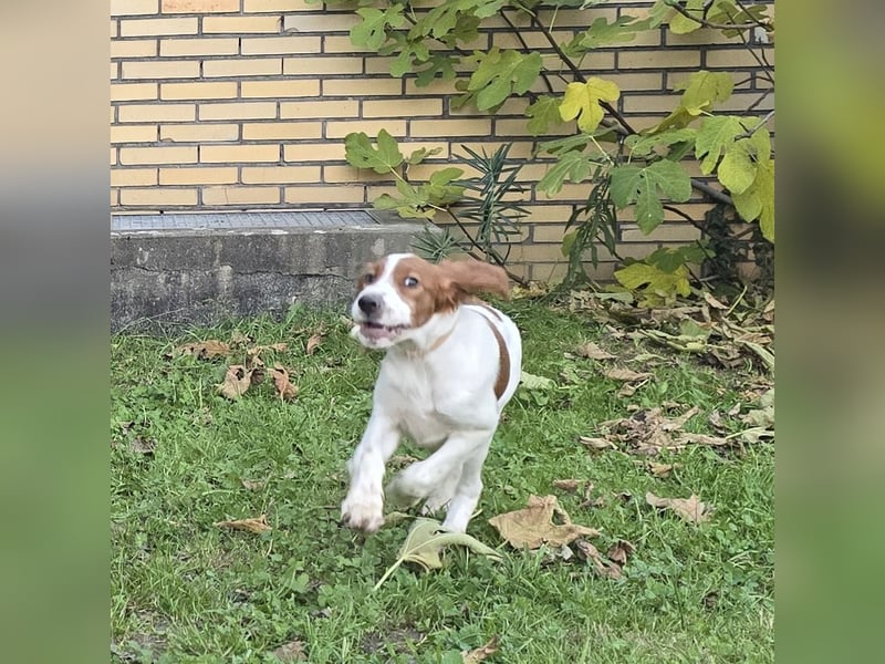 Irish Red and White Setter "Erin", geb. 29.07.2025