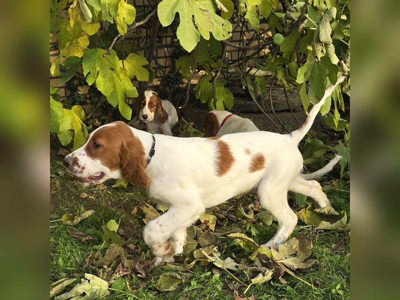 Irish Red and White Setter "Eamon", geb. 29.07.2025