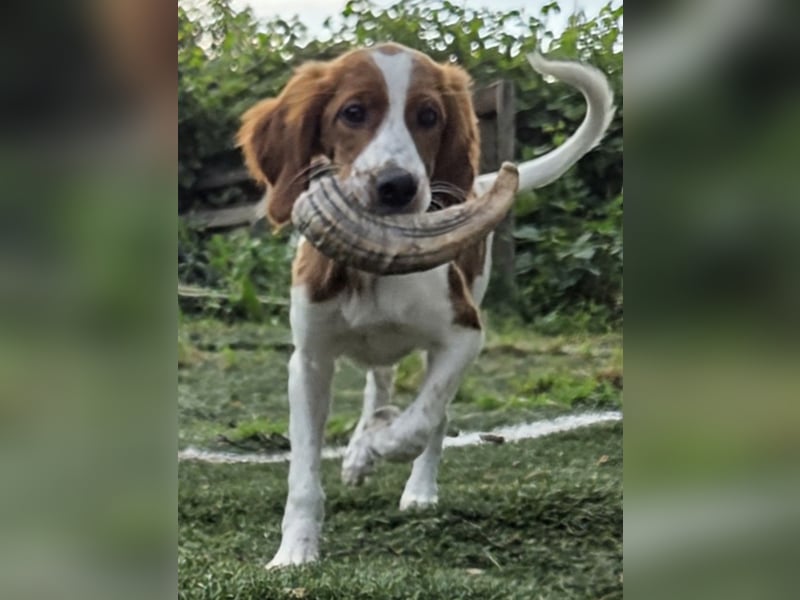 Irish red and white  Setter