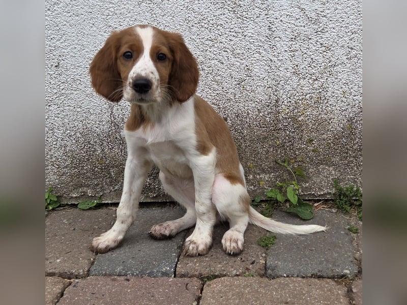 Irish red and white  Setter