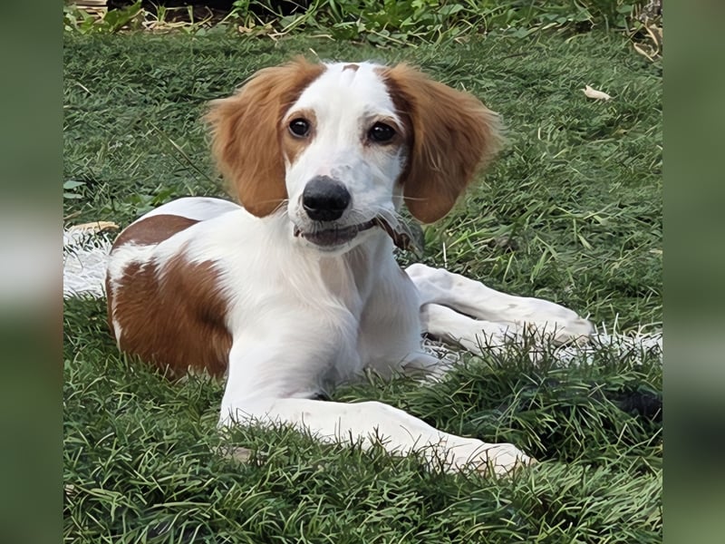 Irish red and white  Setter