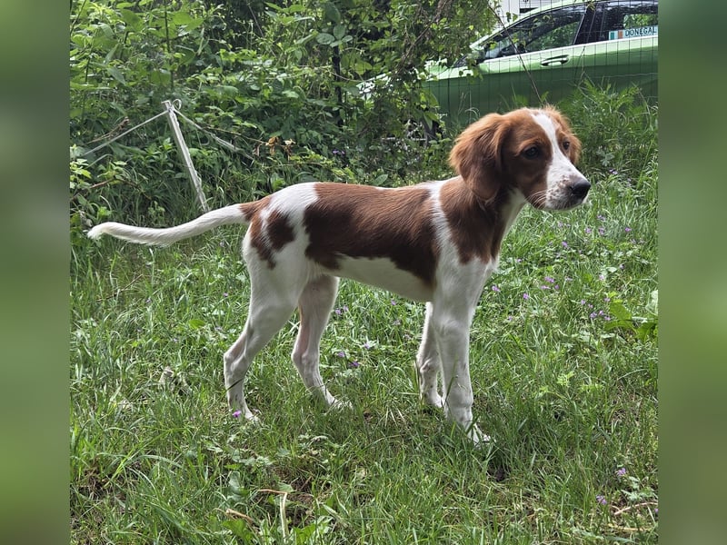 Irish red and white  Setter