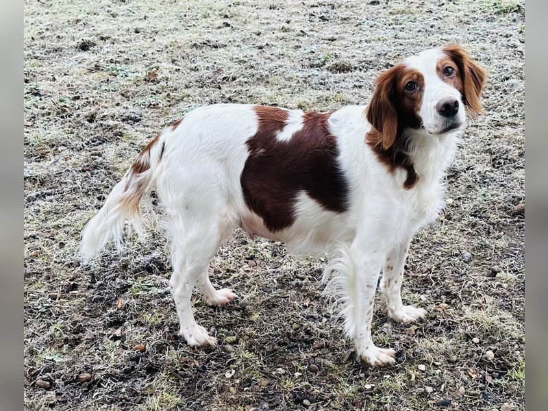 Irish red and white  Setter