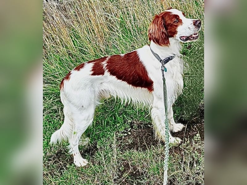 Irish red and white  Setter