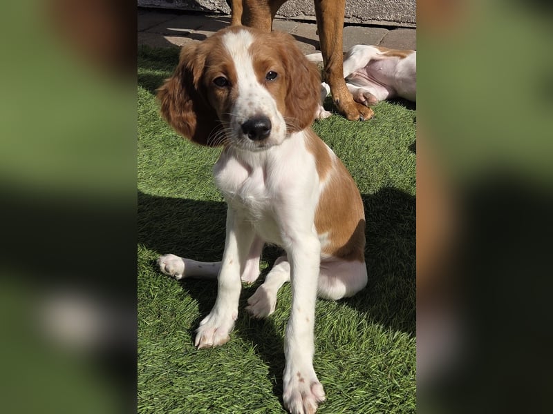 Irish red and white  Setter