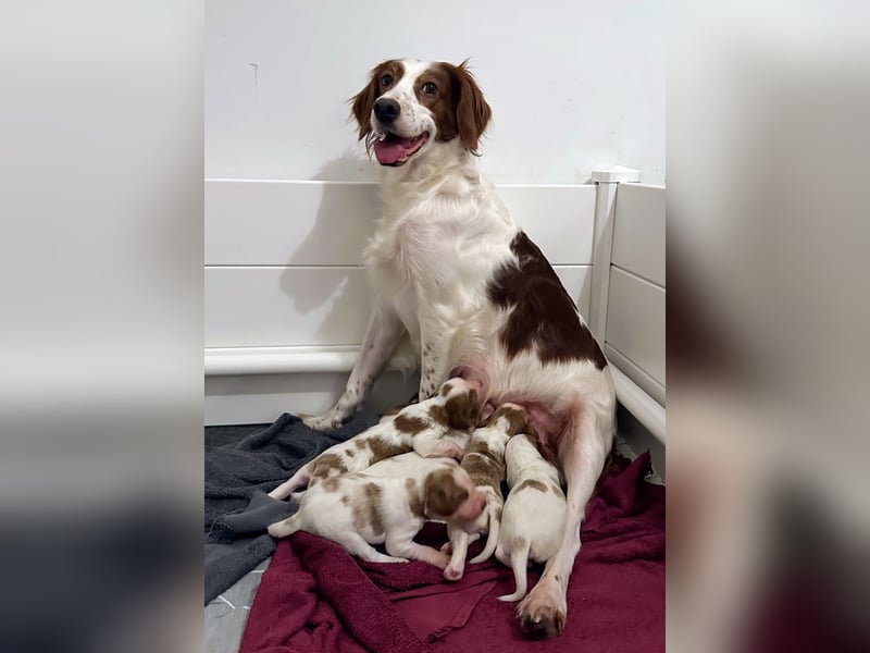 Irish red and white  Setter