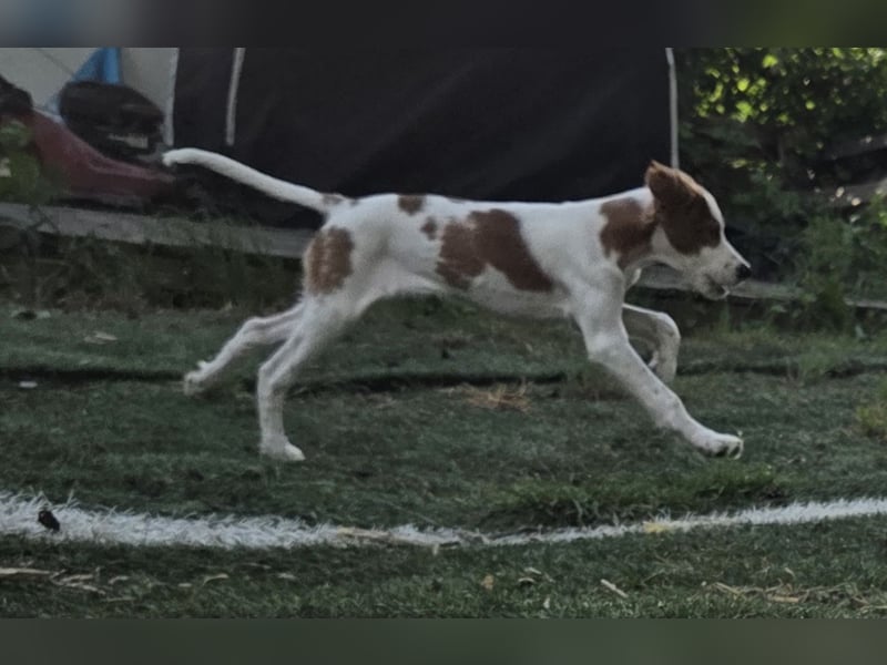 Irish red and white  Setter