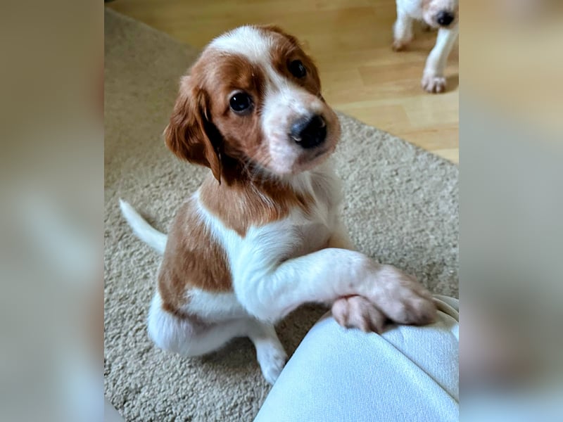 Irish red and white  Setter