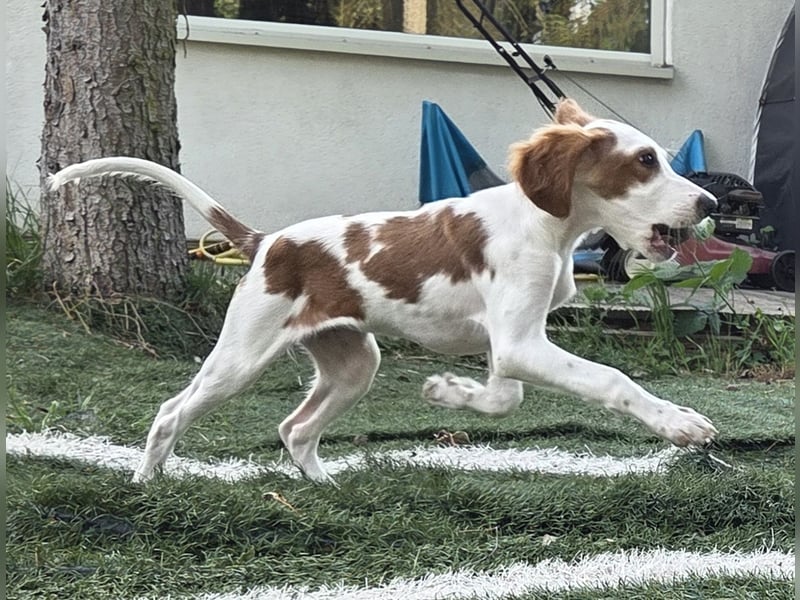 Irish red and white  Setter