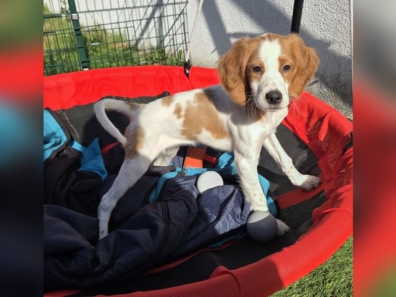 Irish red and white  Setter