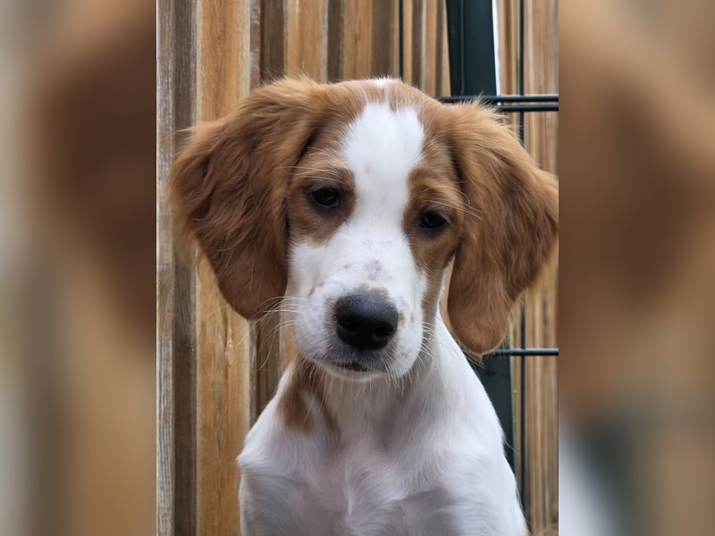 Irish red and white  Setter