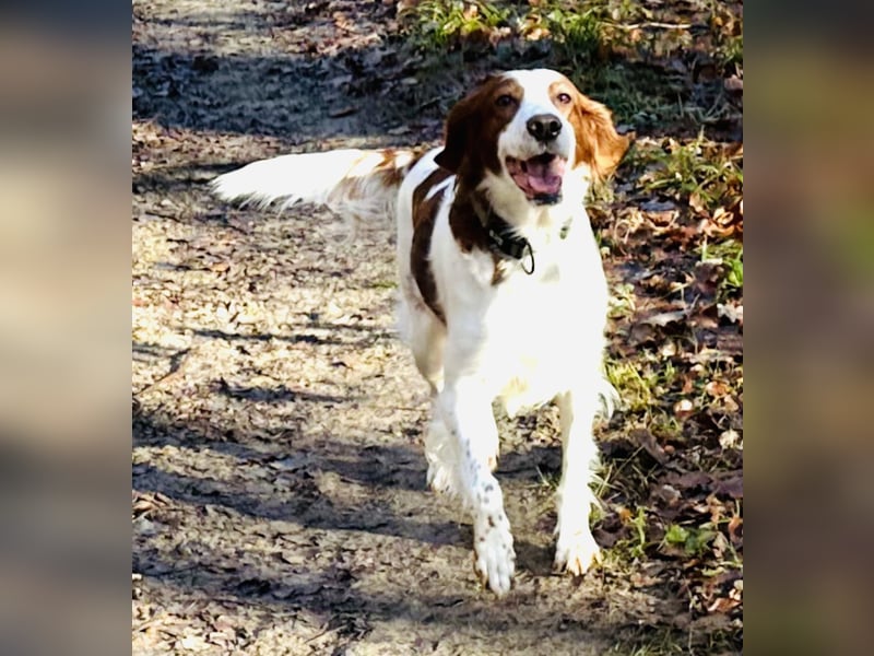 Irish red and white  Setter