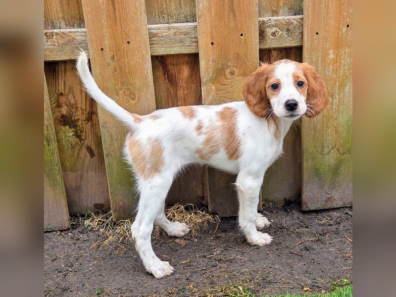 Irish red and white  Setter