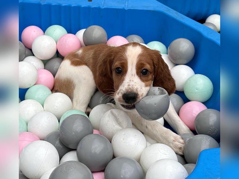 Irish red and white  Setter