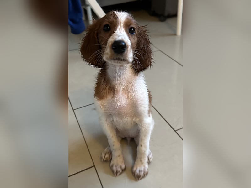 Irish red and white  Setter