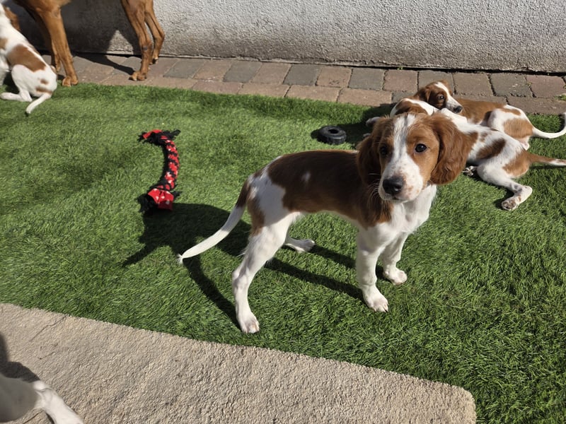 Irish red and white  Setter
