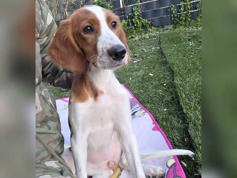 Irish red and white  Setter