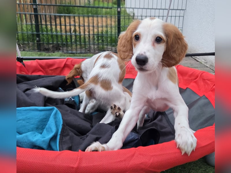 Irish red and white  Setter
