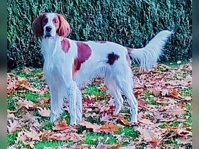 Irish red and white  Setter