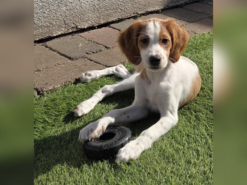 Irish red and white  Setter