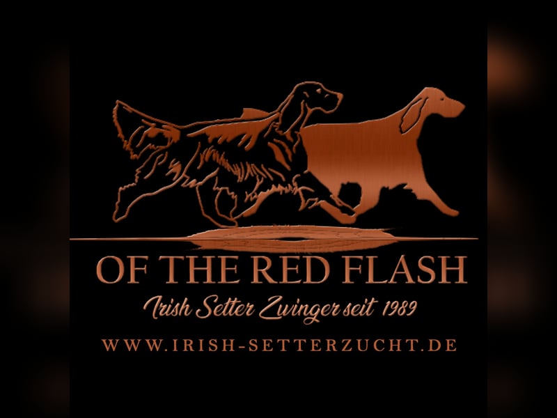 Wurfplanung Irish Setter mit Papieren aus liebervoller 35 jähriger Formzucht