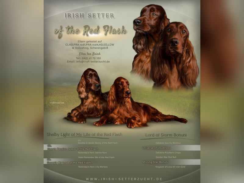 Wurfplanung Irish Setter mit Papieren aus liebervoller 35 jähriger Formzucht