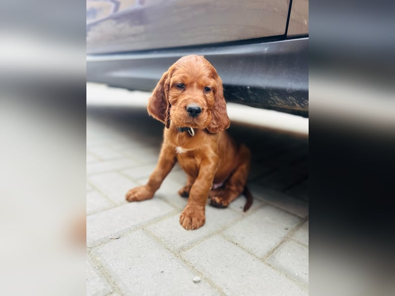 Írish Setter