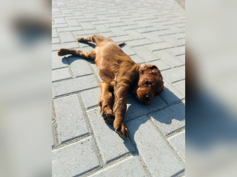 Írish Setter