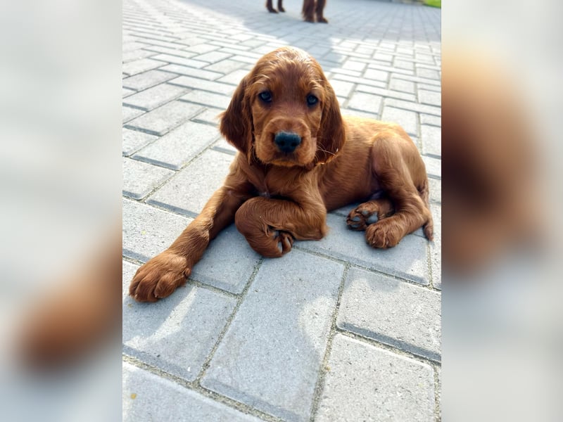Írish Setter