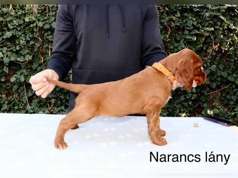 Írish Setter